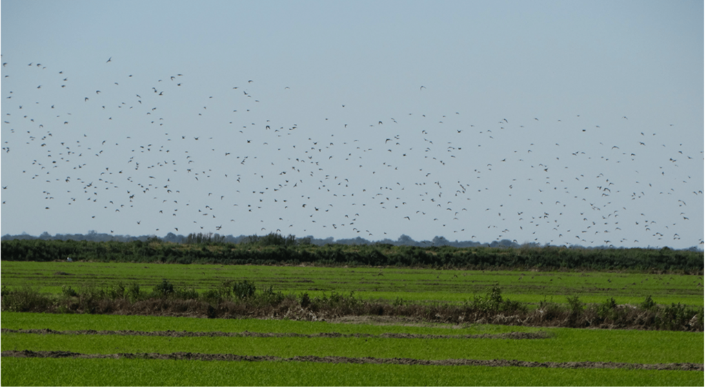 Santa Fe: Campo arrocero agroecológico. Se visualizan más variedad de aves.