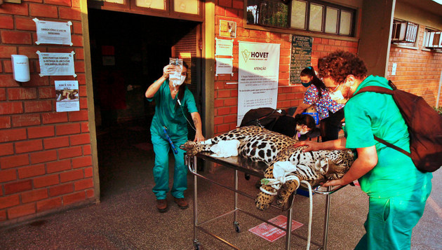 Un jaguar brasileño (Panthera onca) atendido luego de un incendio en el Pantanal, en Brasil. La fauna es la principal víctima del desastre ambiental, ya que no tiene cómo sobrevivir mientras la vegetación se regenera.