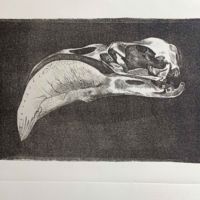 Phoenicopterus - 2018 - litografia -30x36