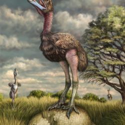 El llamado-2019-2D digital